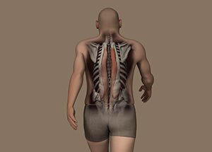 Visible Human (Bauch/Rücken Muskel-Aktivität)